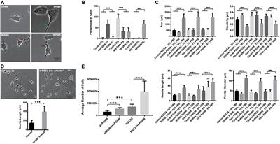 Multiple Molecular Pathways Are Influenced by Progranulin in a Neuronal Cell Model–A Parallel Omics Approach